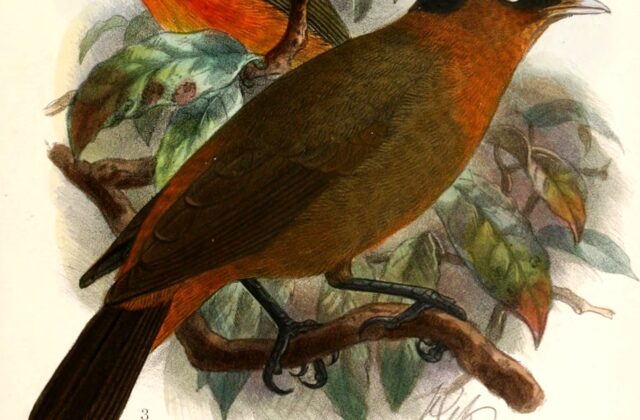 Red-collared Babbler