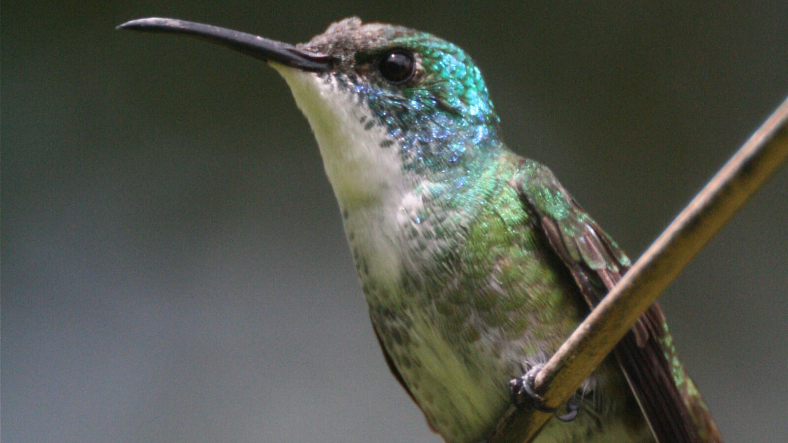 White-chested Emerald