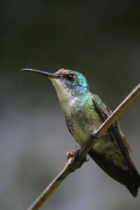 White-chested Emerald
