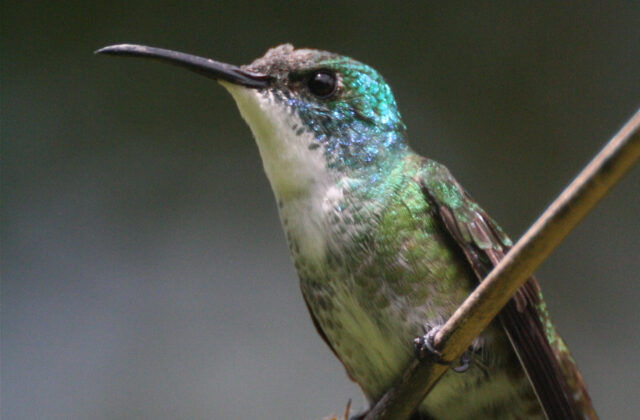 White-chested Emerald