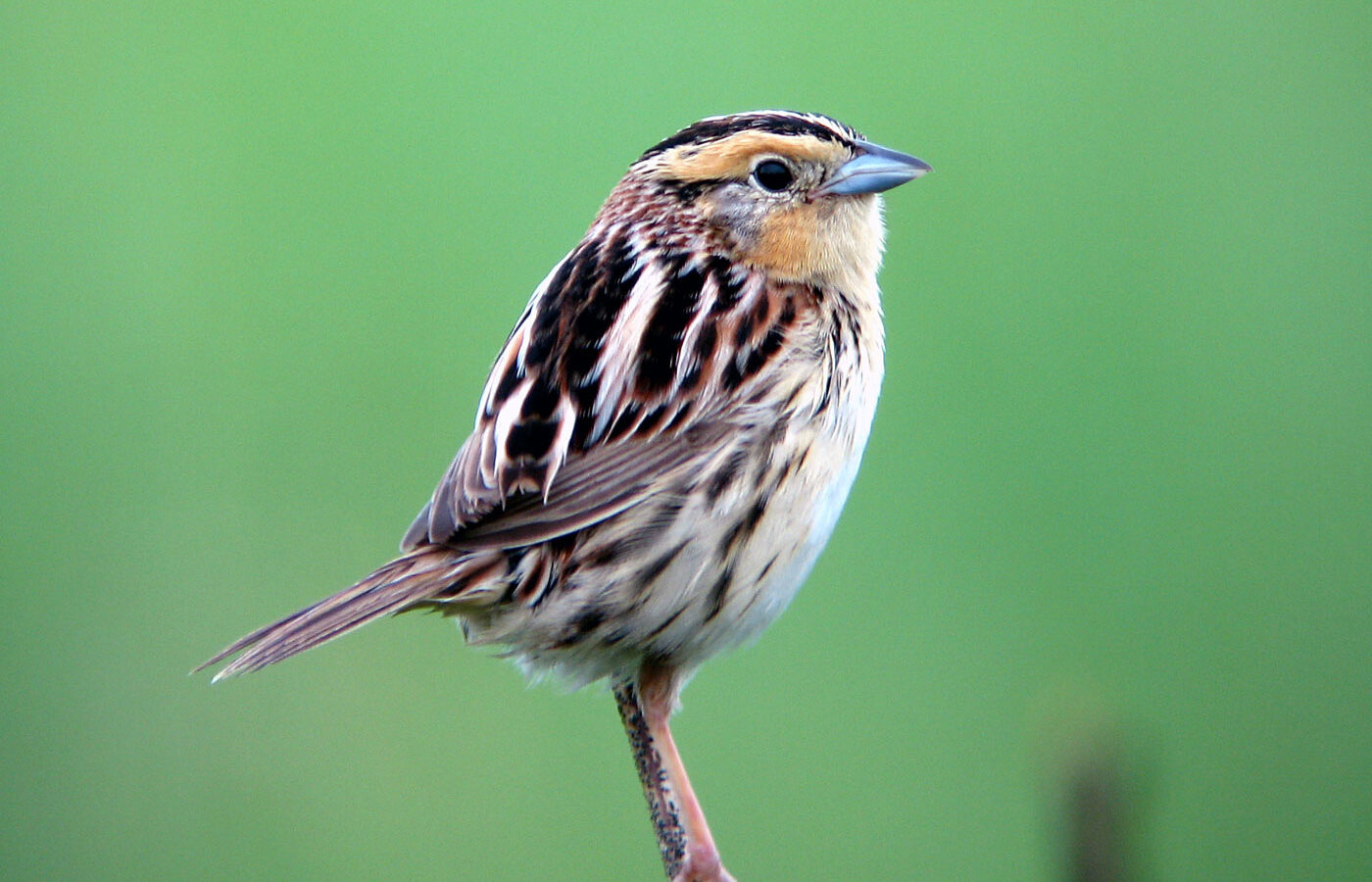 LeConte’s Sparrow