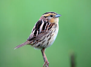 LeConte’s Sparrow