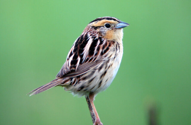 LeConte’s Sparrow