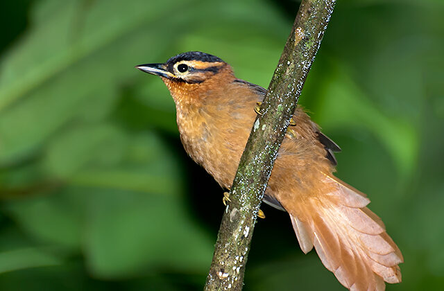 Black-capped Foliage-gleaner