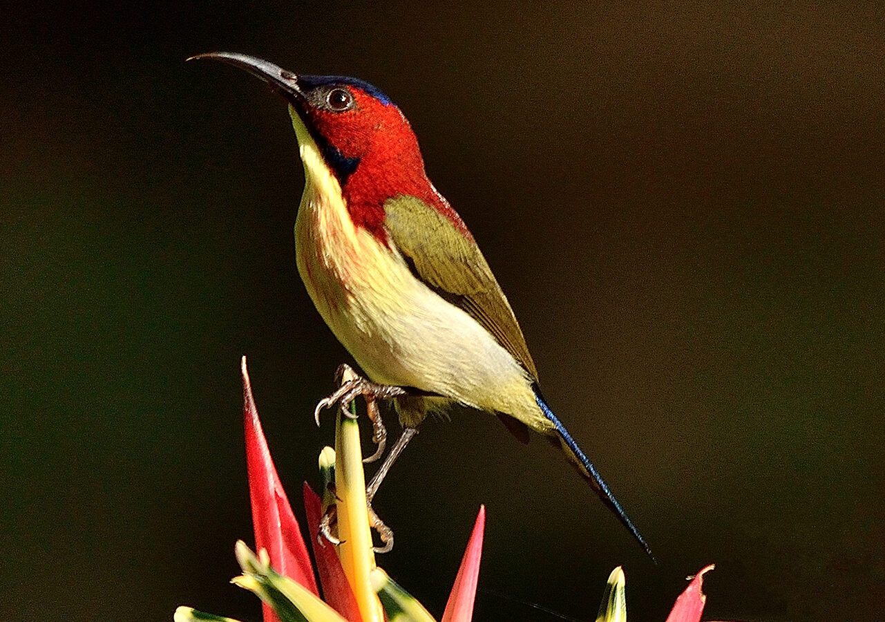 Lovely Sunbird