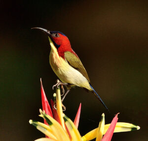 Lovely Sunbird