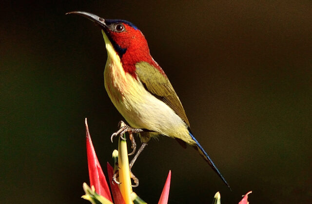 Lovely Sunbird