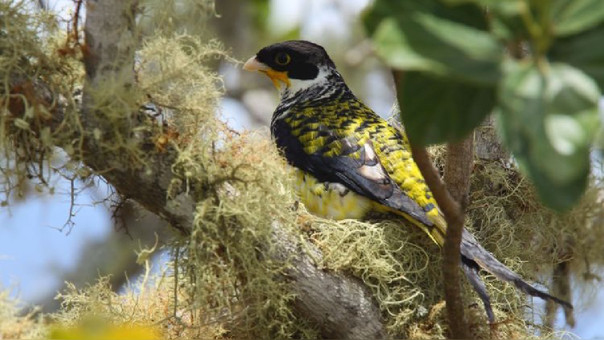 Palkachupa Cotinga