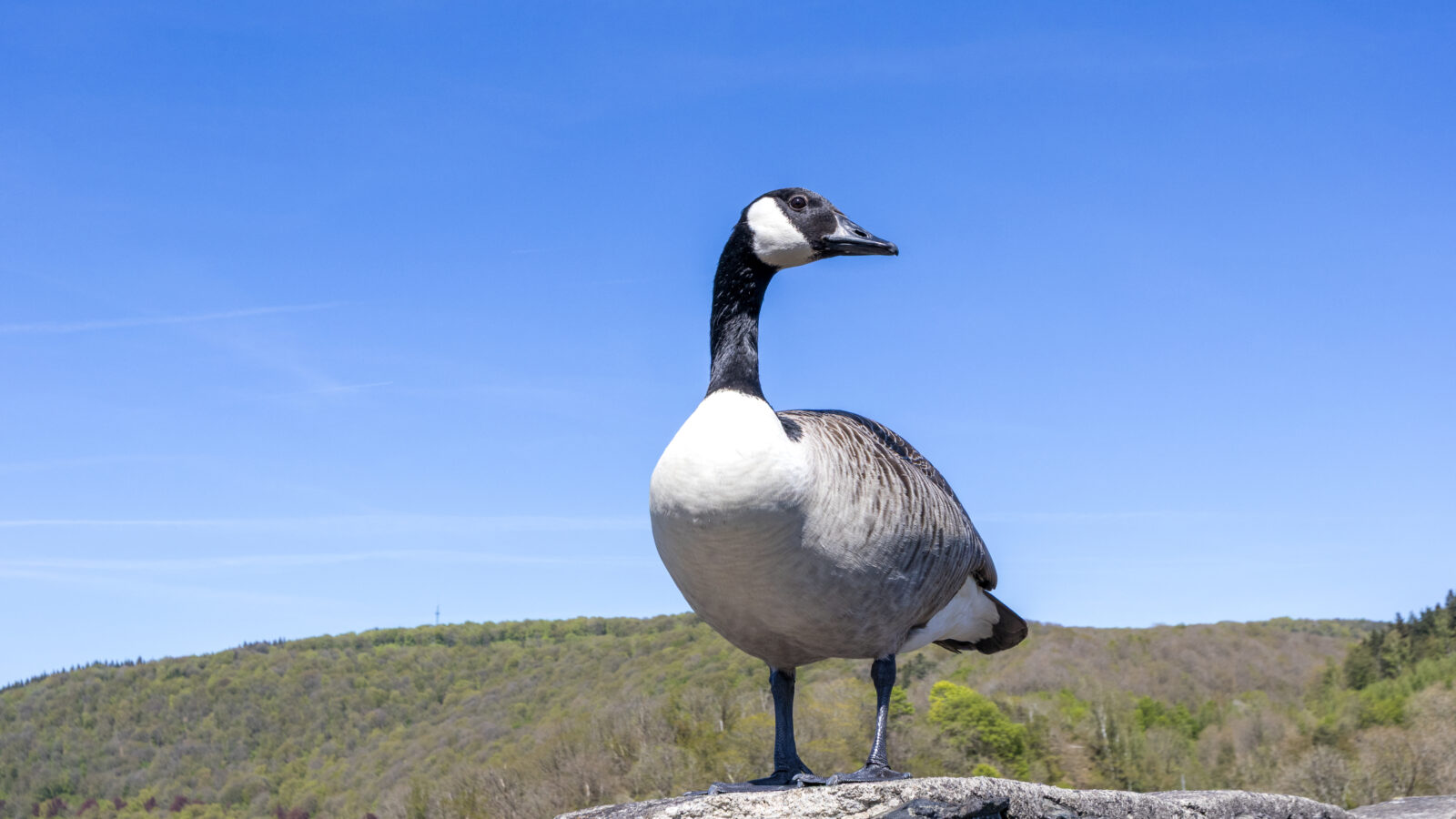 Canada Goose