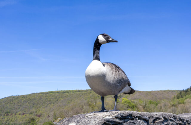 Canada Goose