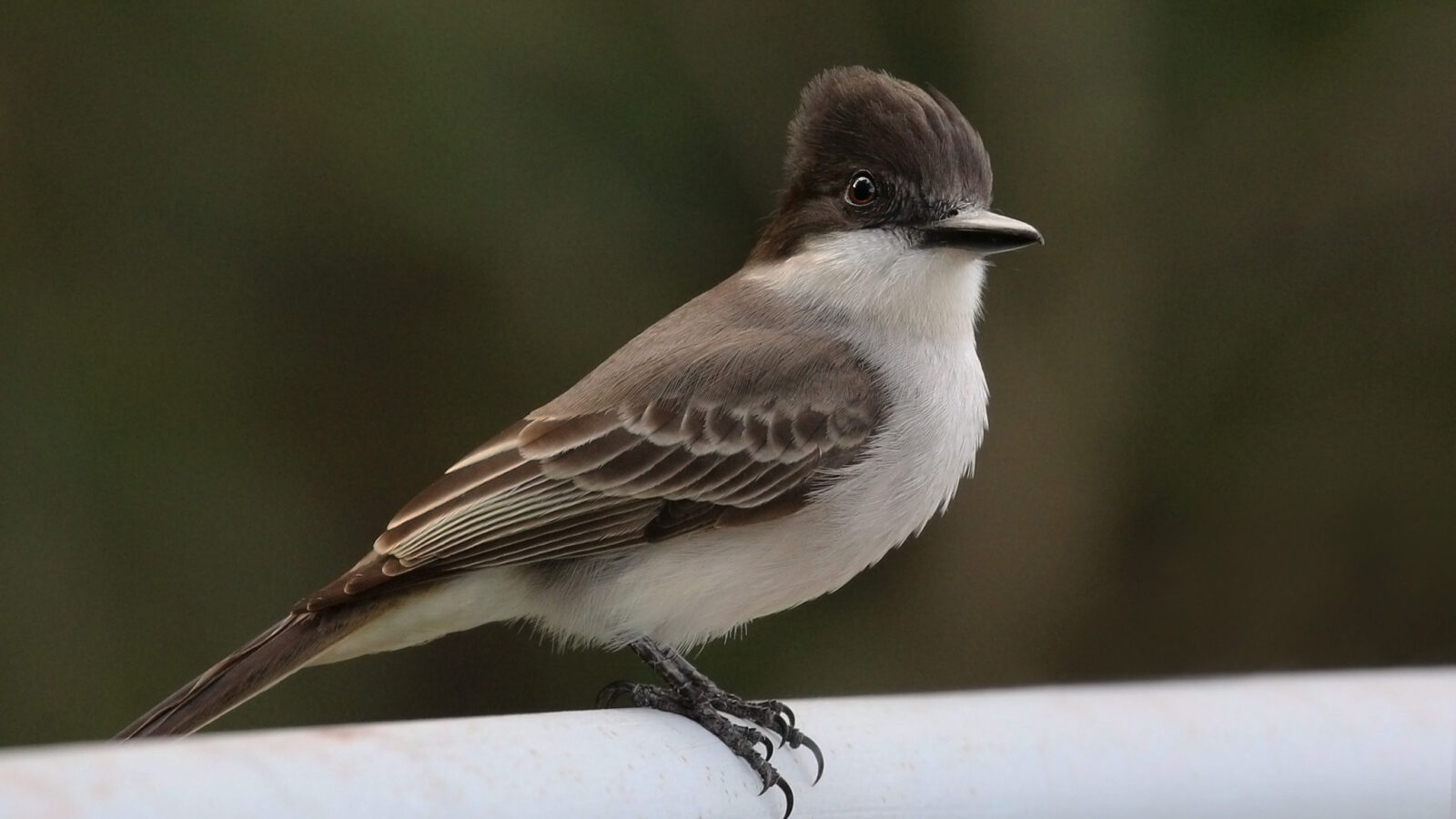 La Sagra’s Flycatcher