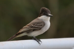 La Sagra’s Flycatcher