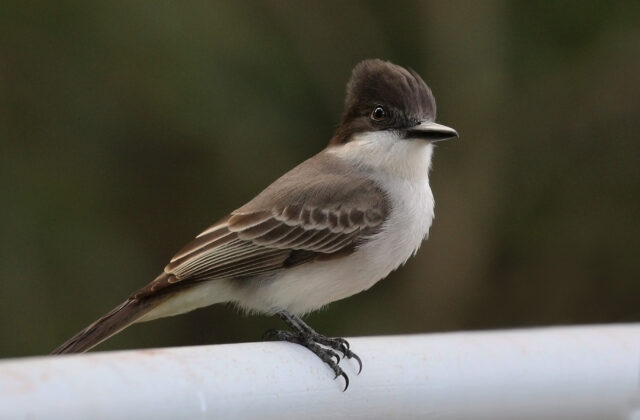La Sagra’s Flycatcher