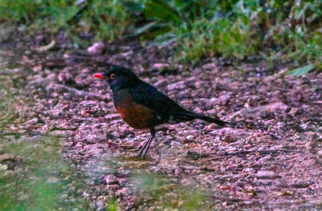 La Selle Thrush