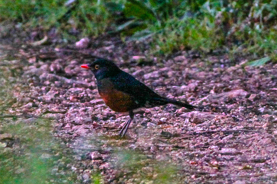 La Selle Thrush