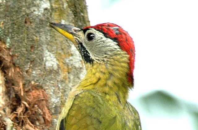 Laced Woodpecker