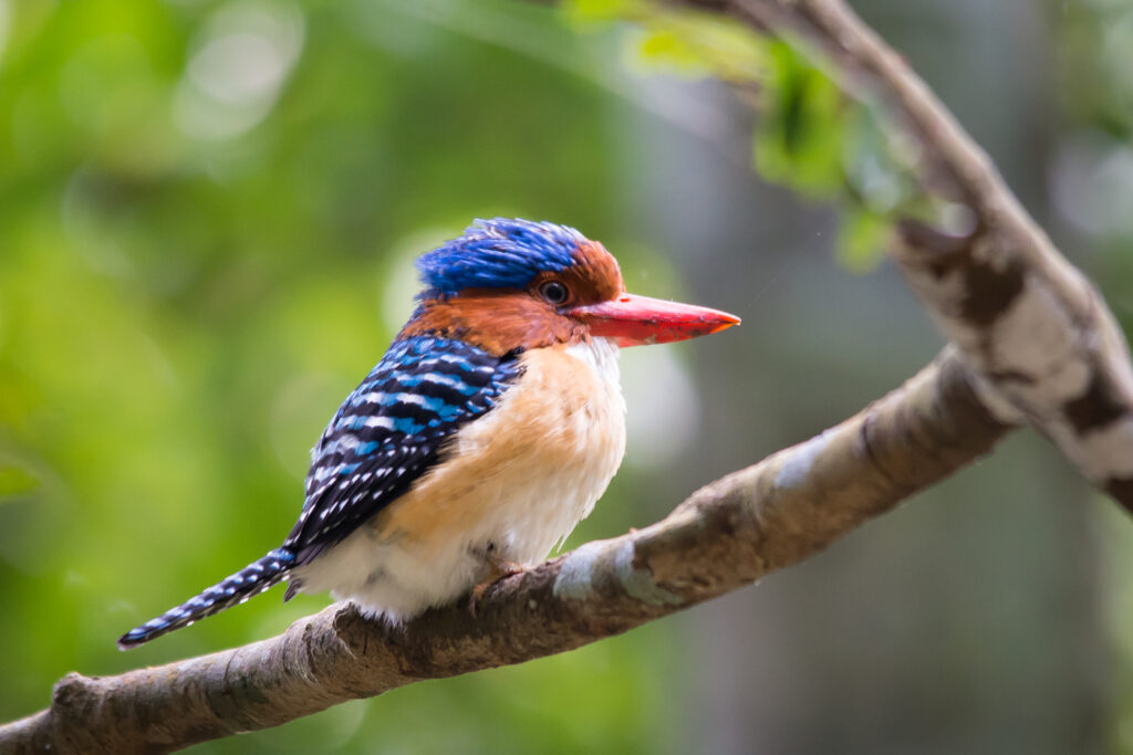 Banded Kingfisher