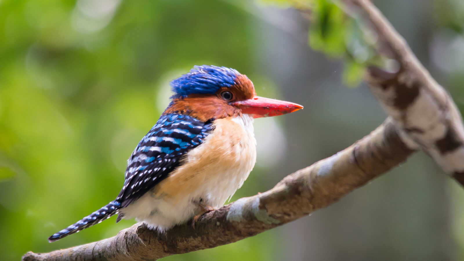 Banded Kingfisher