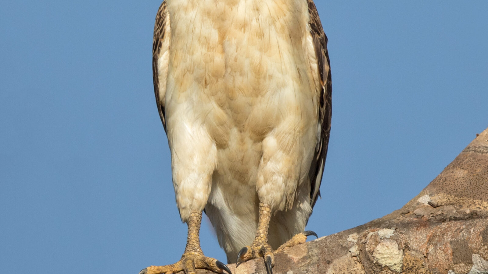 Laughing Falcon