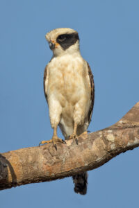 Laughing Falcon