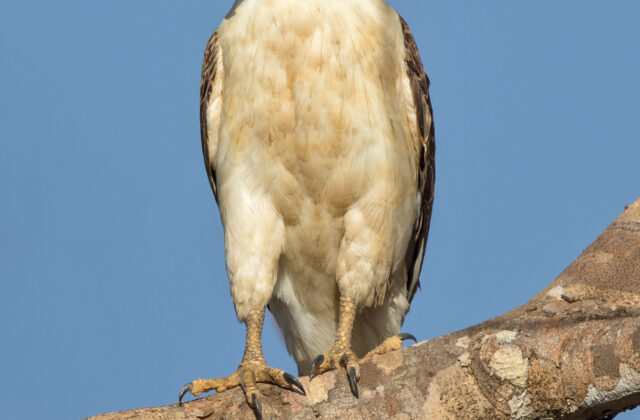 Laughing Falcon