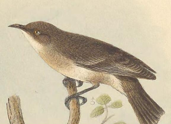 Grey Honeyeater