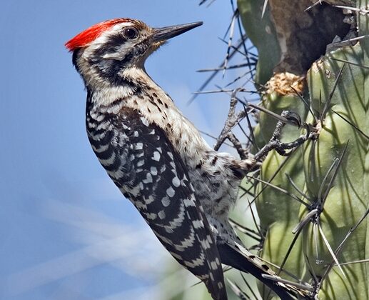 Ladder-backed Woodpecker