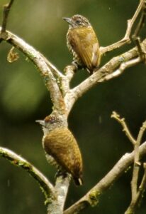 Lafresnaye’s Piculet