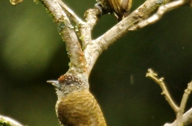 Lafresnaye’s Piculet