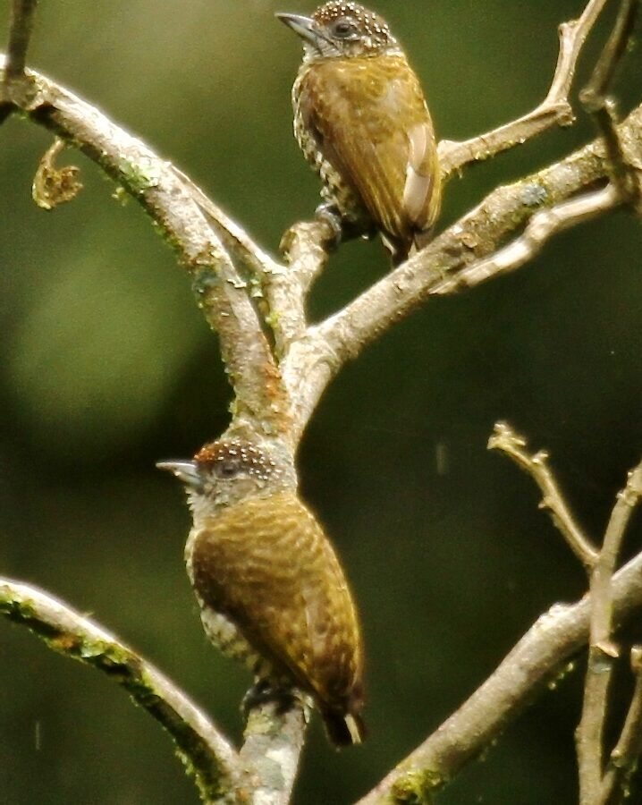 Lafresnaye’s Piculet