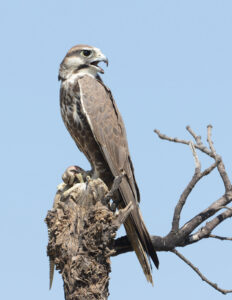 Laggar Falcon