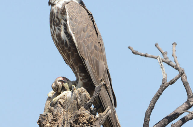 Laggar Falcon