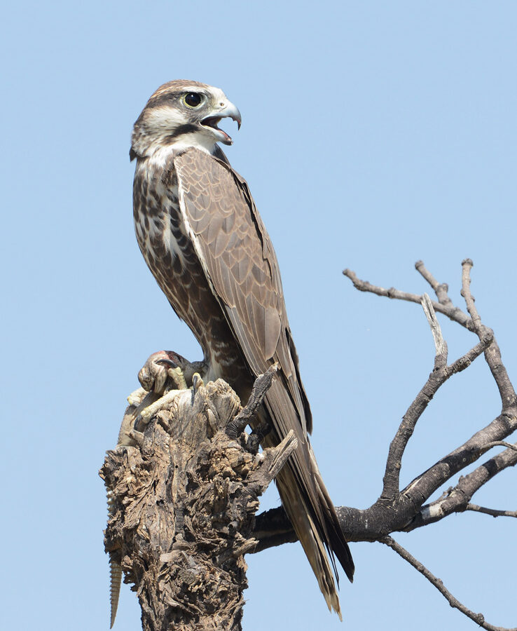 Laggar Falcon