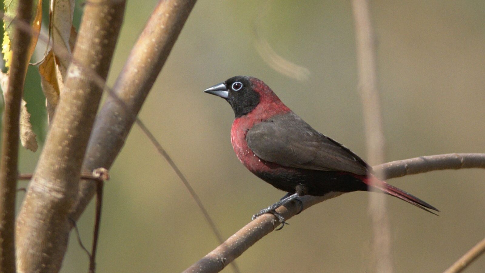 Black-faced Firefinch
