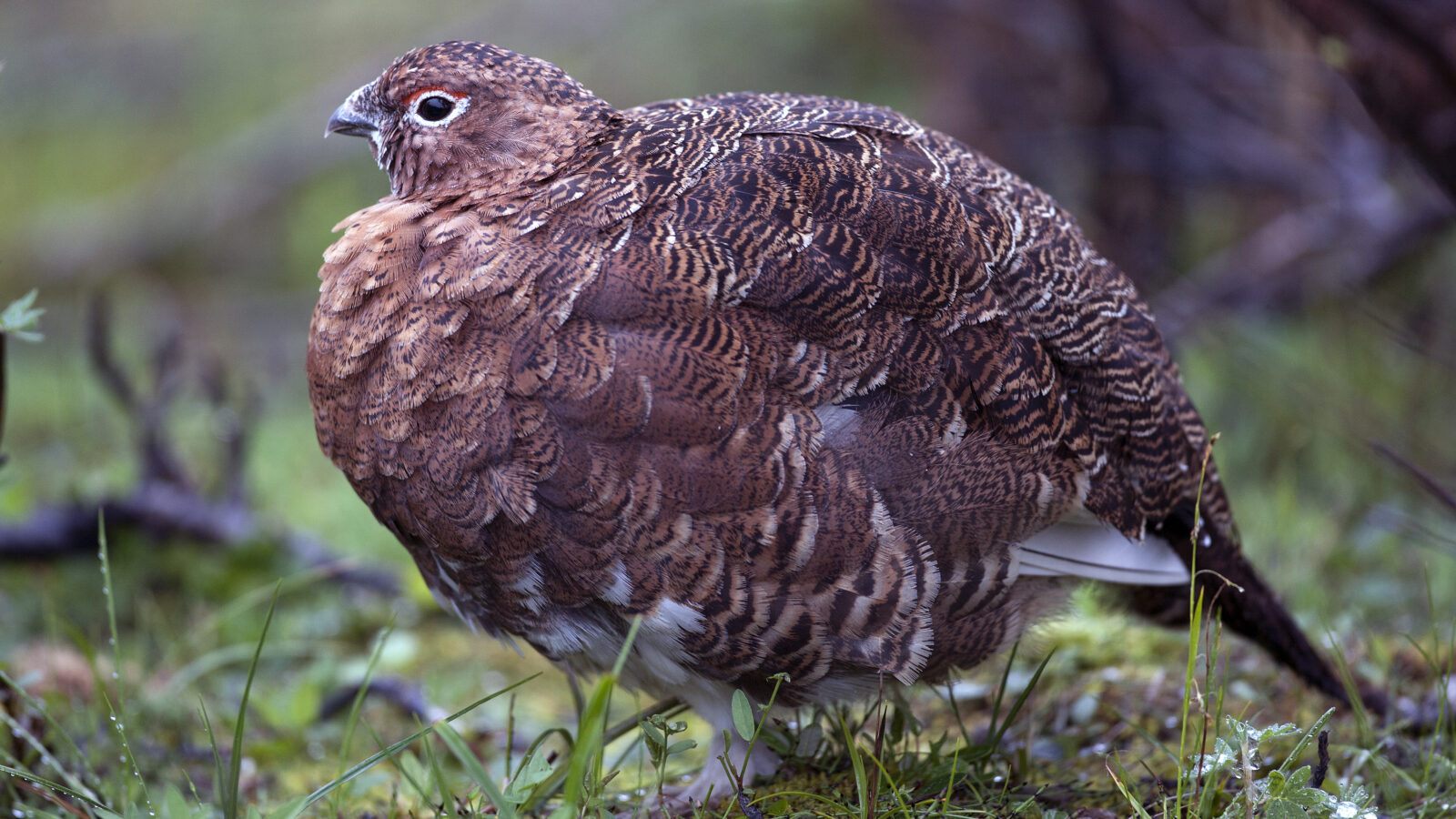Willow Ptarmigan