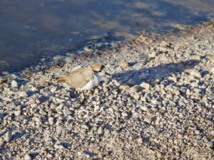 Puna Plover