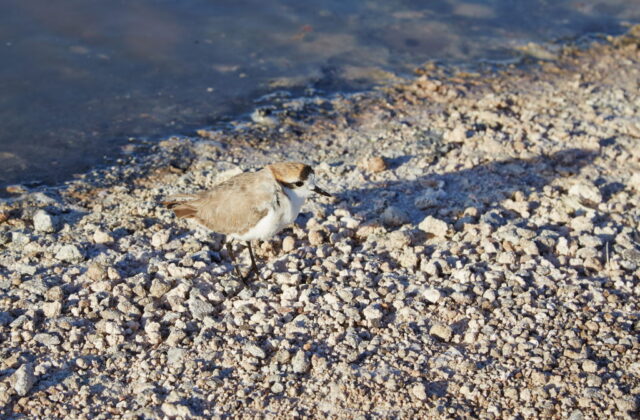 Puna Plover