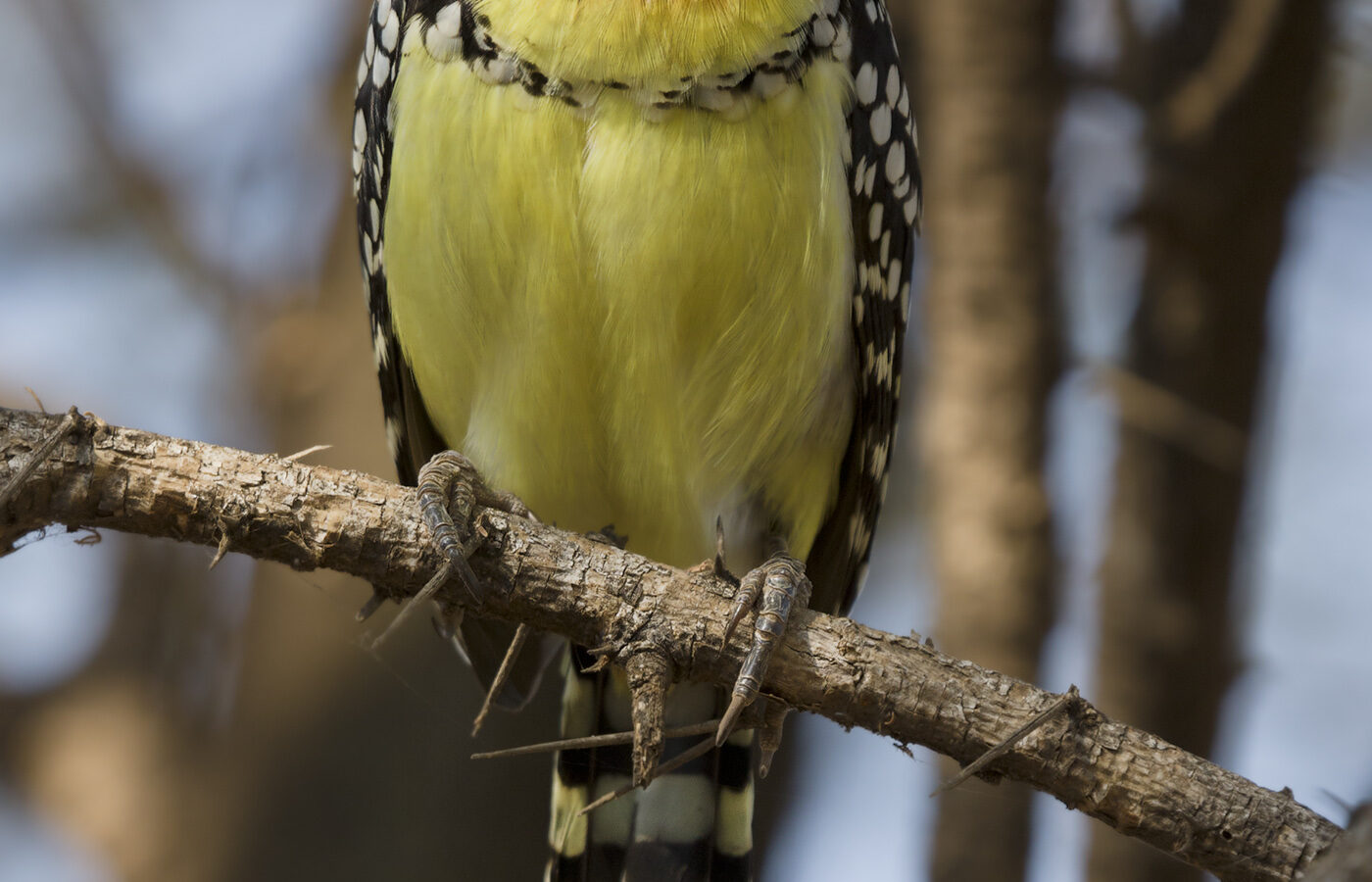 Red-and-yellow Barbet