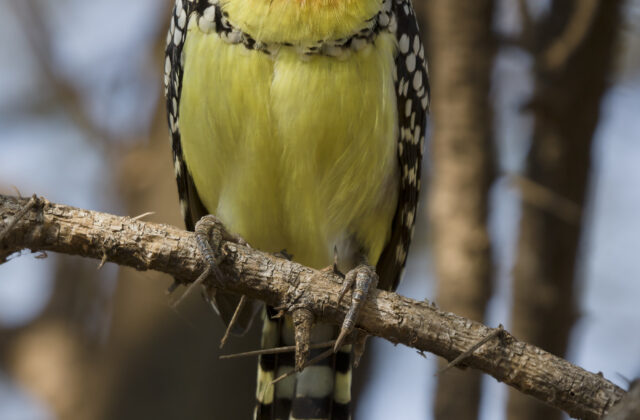 Red-and-yellow Barbet