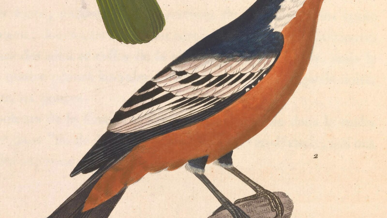 Rufous-bellied Triller