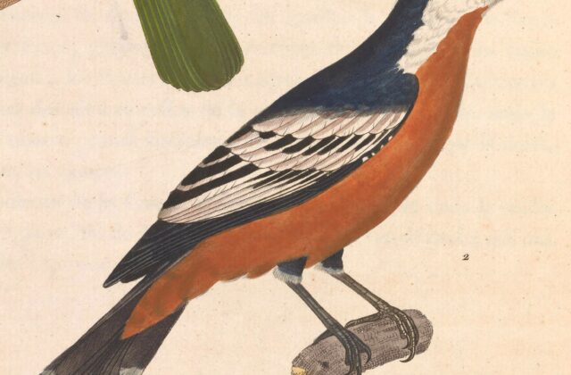 Rufous-bellied Triller