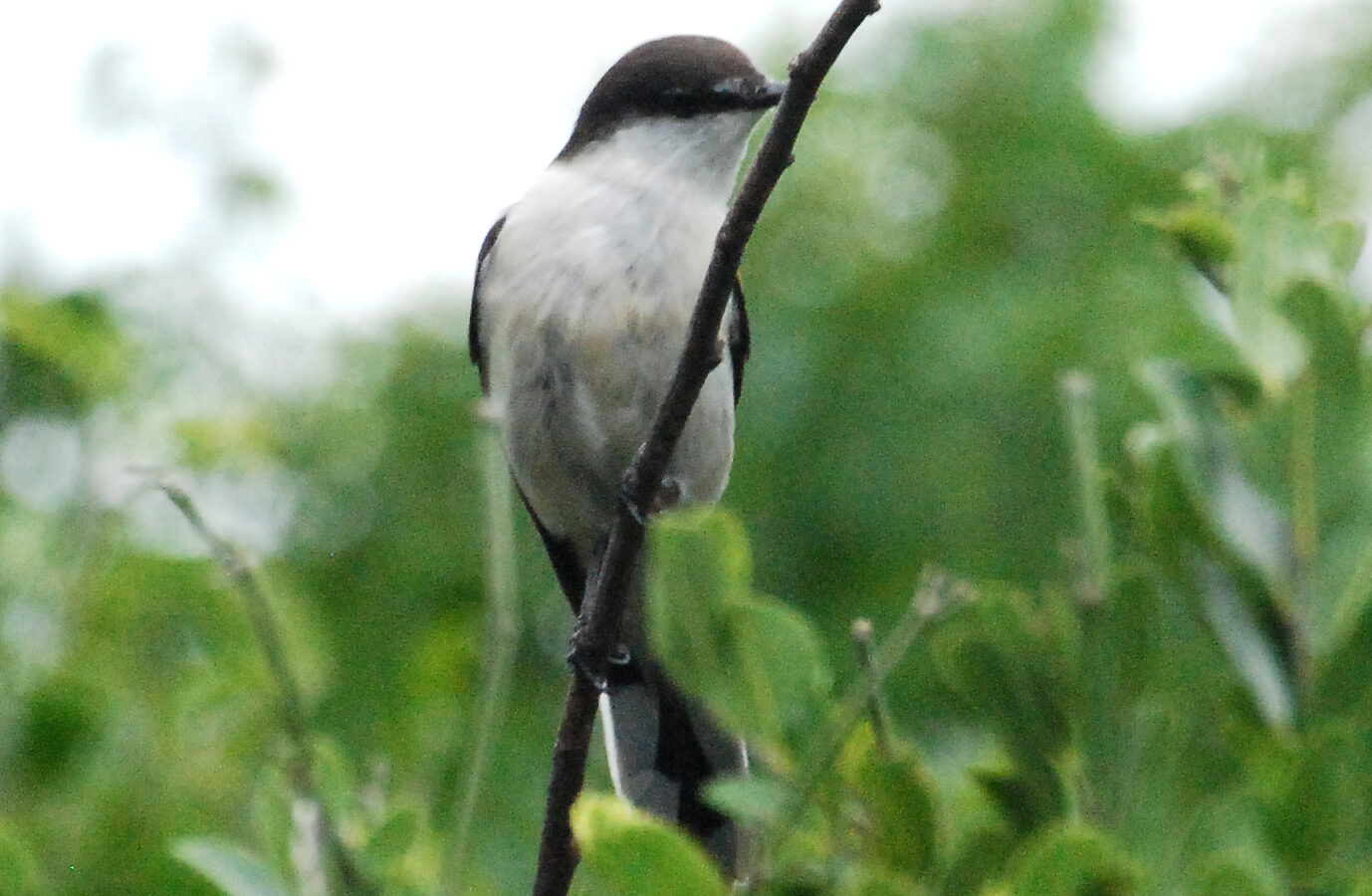 Long-tailed Triller