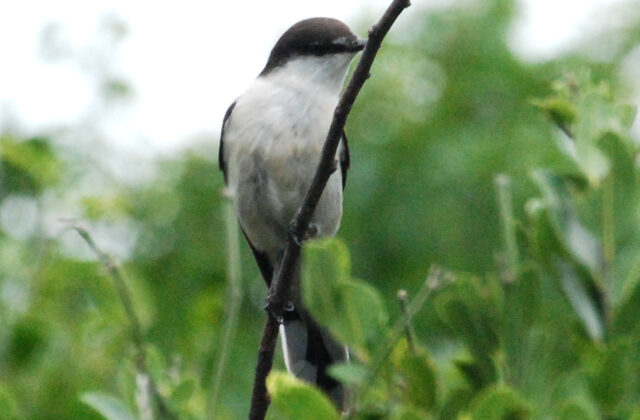 Long-tailed Triller