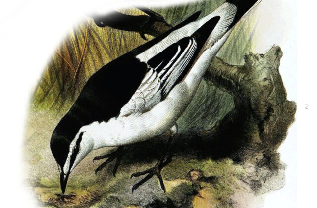 White-rumped Triller