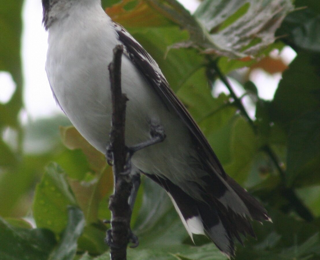 Polynesian Triller