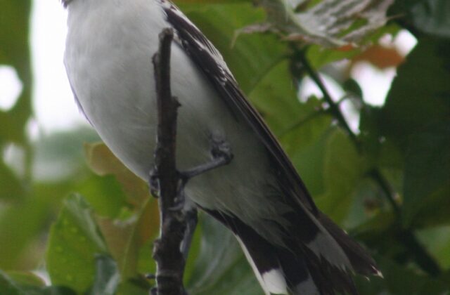 Polynesian Triller