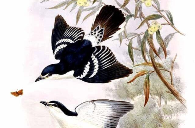 White-browed Triller