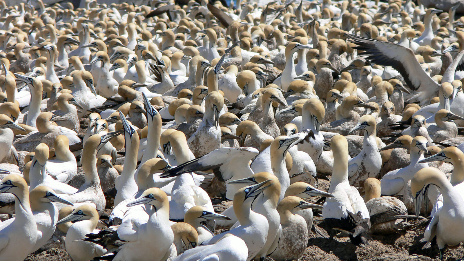 Cape Gannet