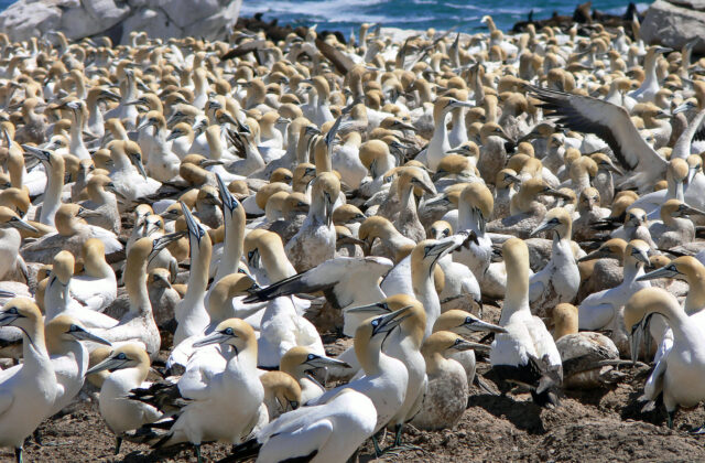 Cape Gannet