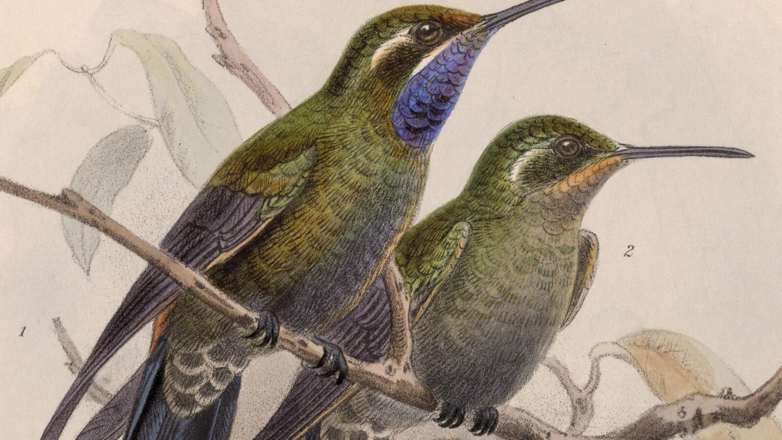 Amethyst-throated Mountaingem